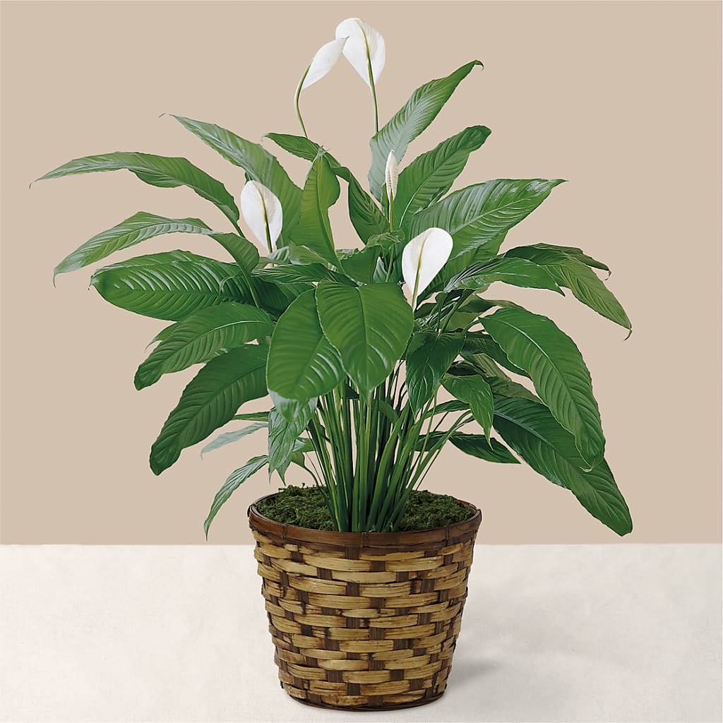Tranquil Moments Peace Lily Plant – Rainbow Flower Shop, Huron SD