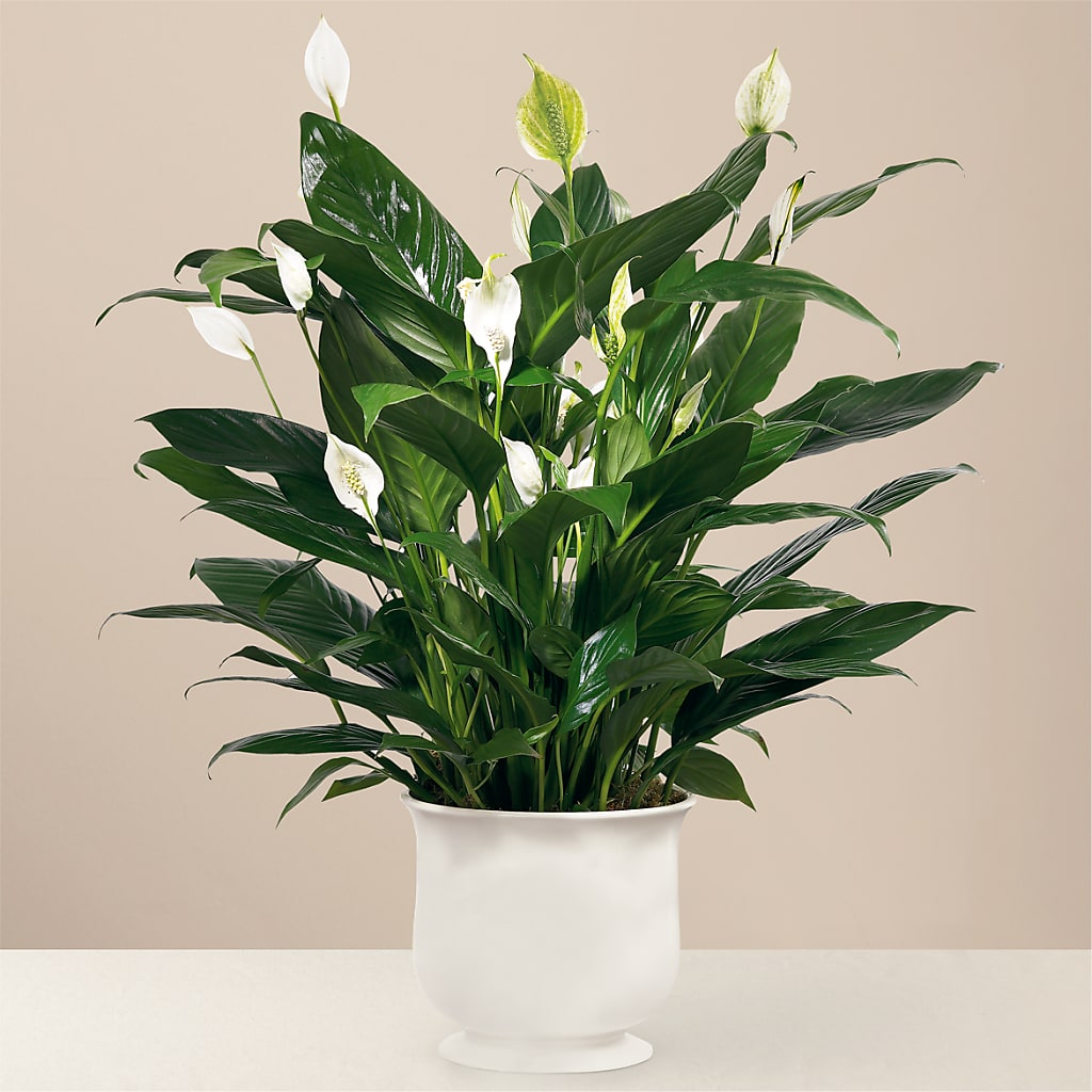 Comfort Planter – Rainbow Flower Shop, Huron SD