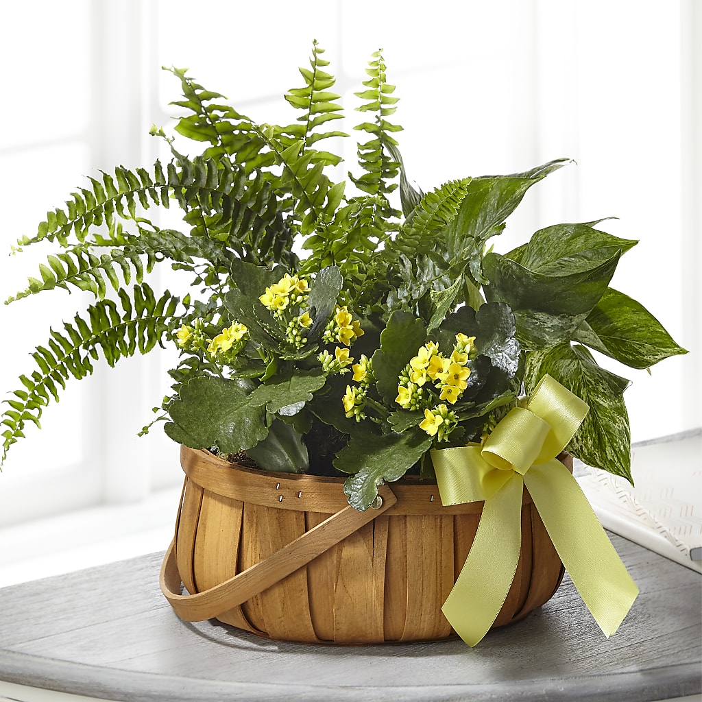 Always Dear Dishgarden – Rainbow Flower Shop, Huron SD