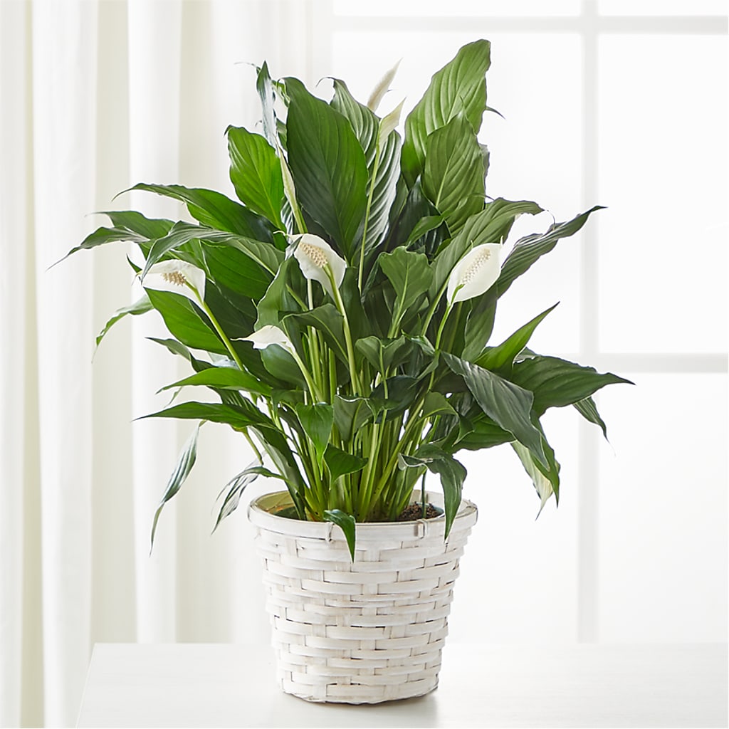 A New Leaf Peace Lily – Rainbow Flower Shop, Huron SD
