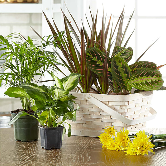 Florist Designed Blooming and Green Plants in a Basket –  Rainbow Flower Shop, Huron SD
