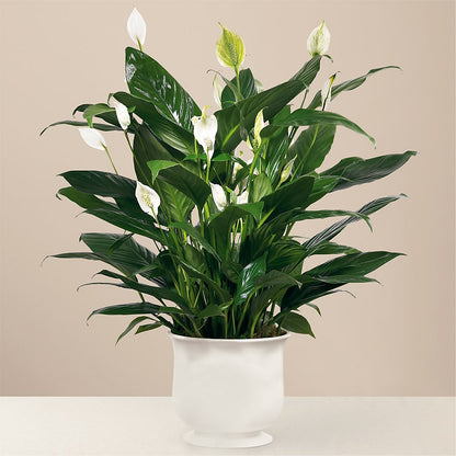 Comfort Planter –  Rainbow Flower Shop, Huron SD
