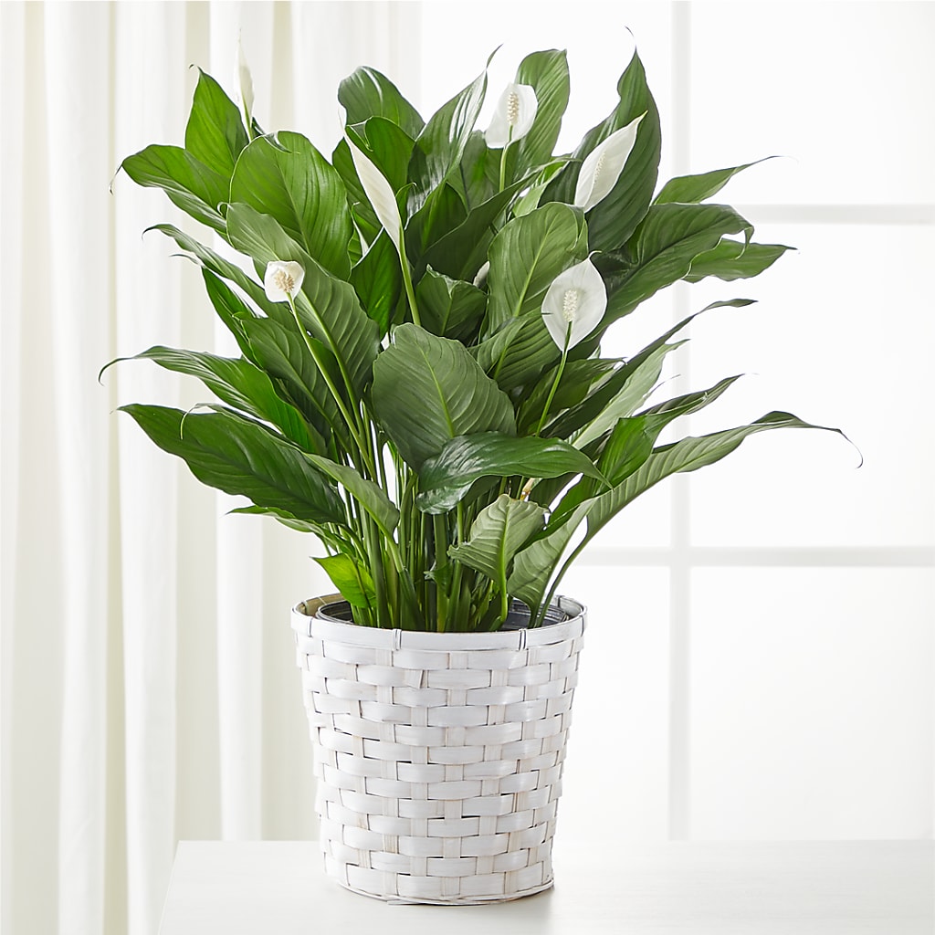 peace lily online purchase A New Leaf Peace Lily – white flower arrangement | Huron, SD