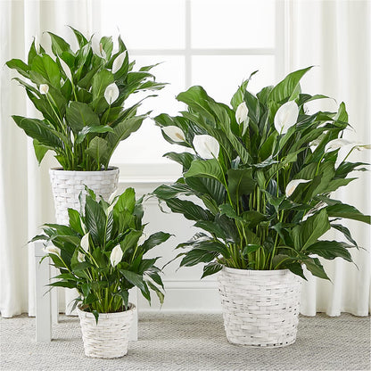 A New Leaf Peace Lily –  Rainbow Flower Shop, Huron SD